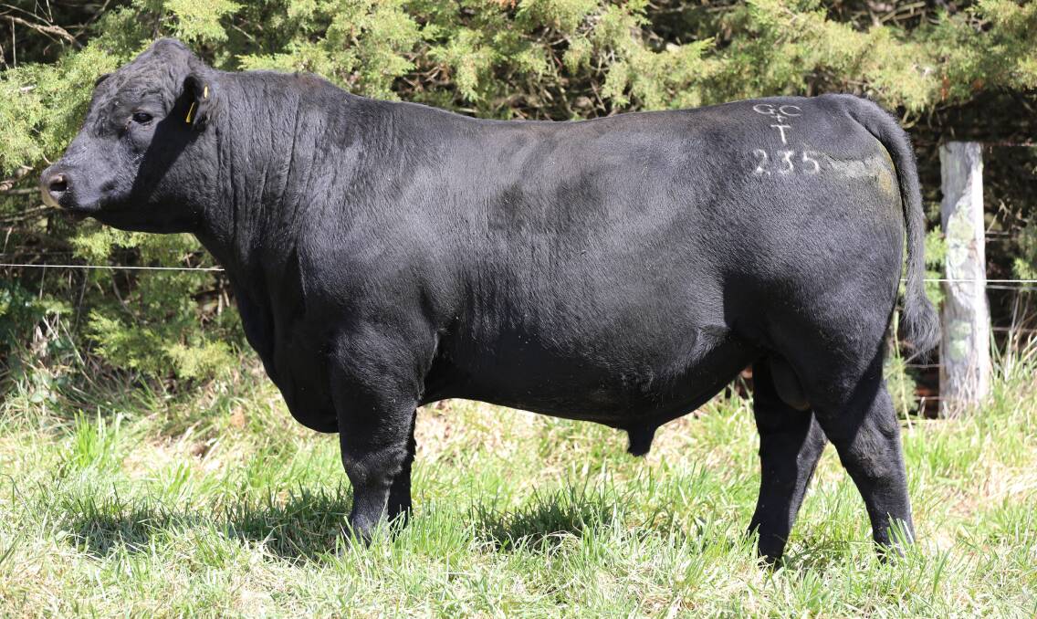 Dulverton Tavistock T235 (lot 2) is an example of Dulverton's focus on absolute functionality. He's a Landfall New Ground N90 son out of Pathfinder Galaxy G476 daughter Dulverton Penny N210. T235 is suitable for heifers and will promote eating quality with scores of 10 for tenderness and eight for marbling. Picture supplied